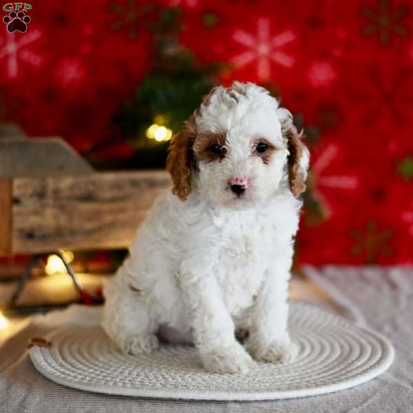 Tammy, Miniature Poodle Puppy